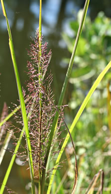 panicle