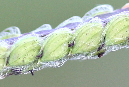 image of Paspalum dilatatum ssp. dilatatum, Dallis-grass