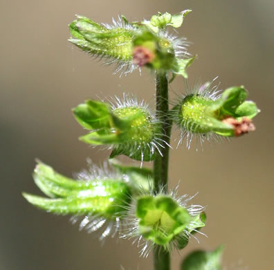 image of Perilla frutescens, Beefsteak-plant, Perilla