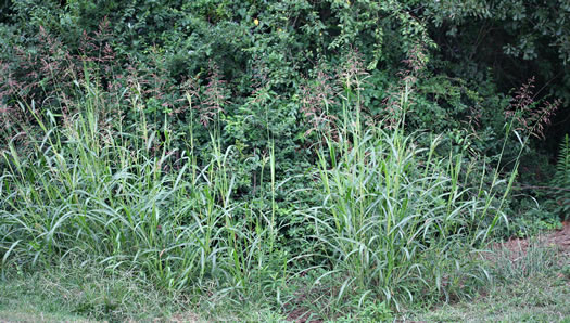 image of Sorghum halepense, Johnsongrass