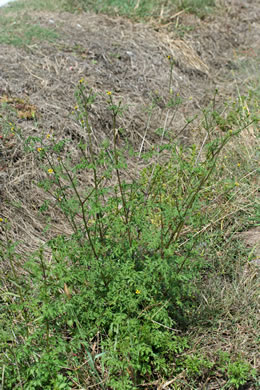 image of Bidens bipinnata, Spanish Needles