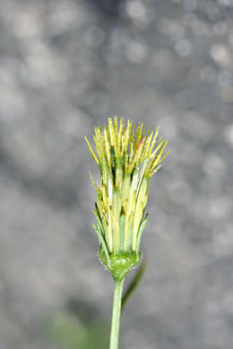 image of Bidens bipinnata, Spanish Needles