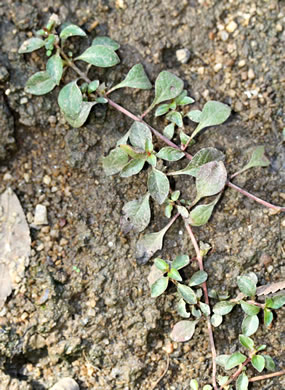 image of Ludwigia palustris, Common Water-purslane, Marsh Purslane, Marsh Seedbox