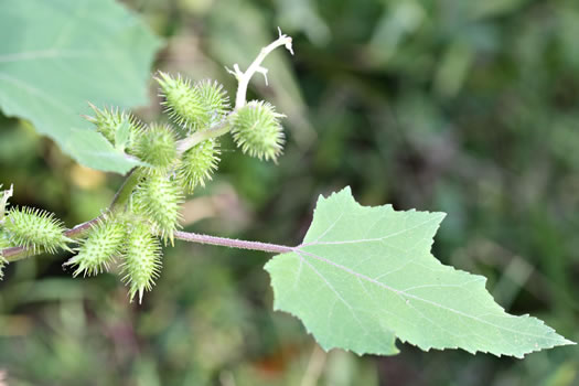 image of Xanthium chinense, Common Cocklebur