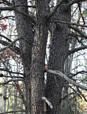 image of Pinus virginiana, Virginia Pine, Scrub Pine, Jersey Pine, Possum Pine