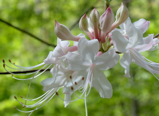 image of Rhododendron canescens, Piedmont Azalea, Southern Pinxter Azalea, Hoary Azalea