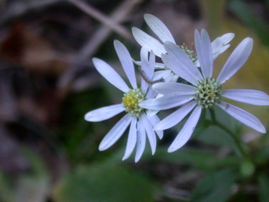 Eurybia mirabilis, Piedmont Aster, Bouquet Aster