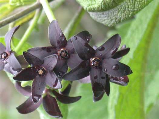 image of Matelea carolinensis, Carolina Spinypod, Climbing Milkweed, Climbing Milkvine, Maroon Carolina Milkvine