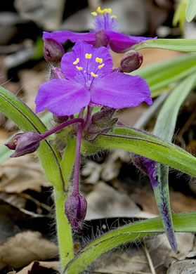 Hairy Spiderwort (Tradescantia hirsuticaulis)