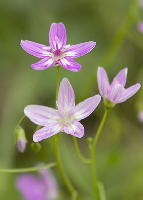 image of Claytonia virginica var. virginica, Spring-beauty