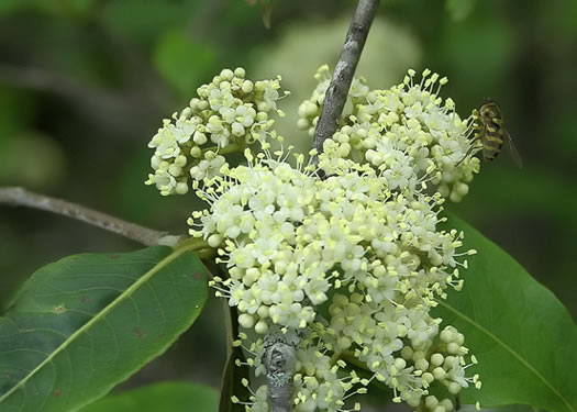 image of Viburnum cassinoides, Northern Wild Raisin, Witherod, Shonny Haw, Shawnee Haw