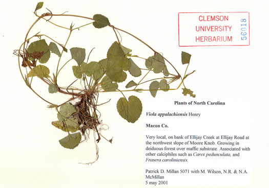 image of Viola appalachiensis, Appalachian Violet, Henry's Violet