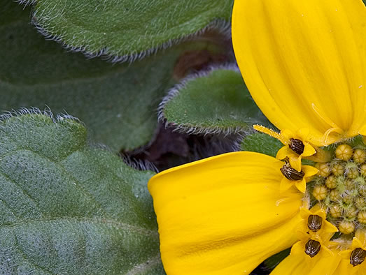 image of Chrysogonum repens, Carolina Green-and-gold