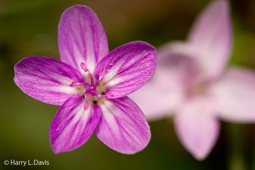 image of Claytonia virginica var. virginica, Spring-beauty