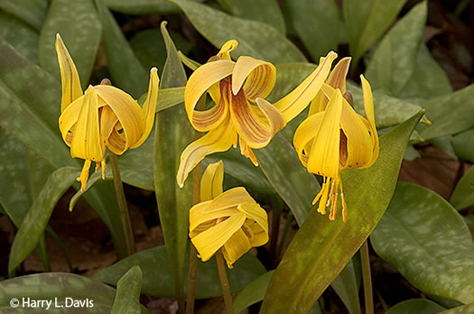 image of Erythronium umbilicatum ssp. umbilicatum, Dimpled Trout Lily, Dogtooth Violet