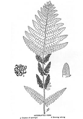 drawing of Claytosmunda claytoniana, Interrupted Fern