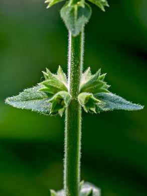 image of Stachys caroliniana, Carolina Hedgenettle