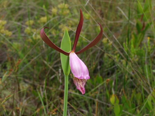 image of Cleistesiopsis divaricata, Large Dragonhead Pogonia, Rosebud Orchid, Large Spreading Pogonia