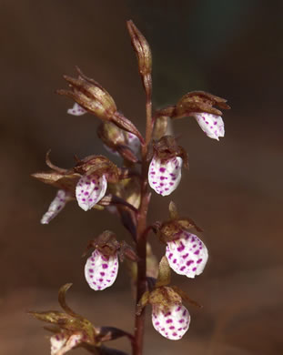 image of Corallorhiza wisteriana, Spring Coralroot, Wister's Coralroot