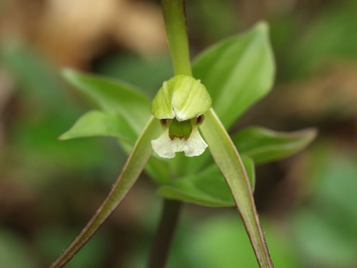 image of Isotria verticillata, Large Whorled Pogonia, Large Five-leaves