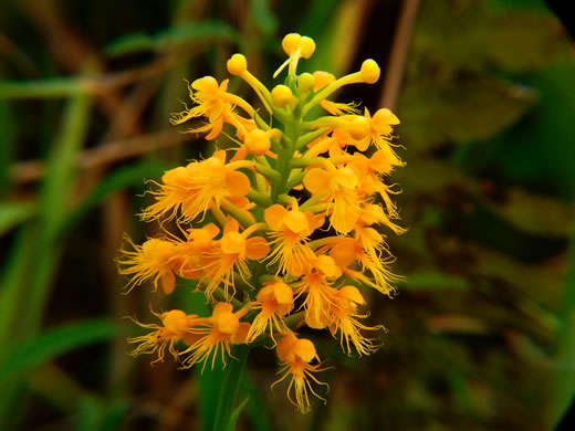 image of Platanthera cristata, Crested Fringed Orchid, Golden Fringed Orchid