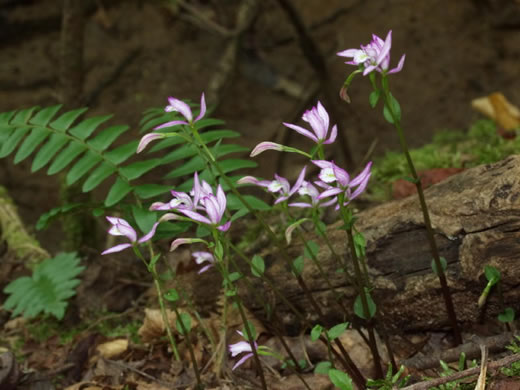 image of Triphora trianthophoros var. trianthophoros, Three Birds Orchid, Nodding Pogonia, Nodding Ettercap