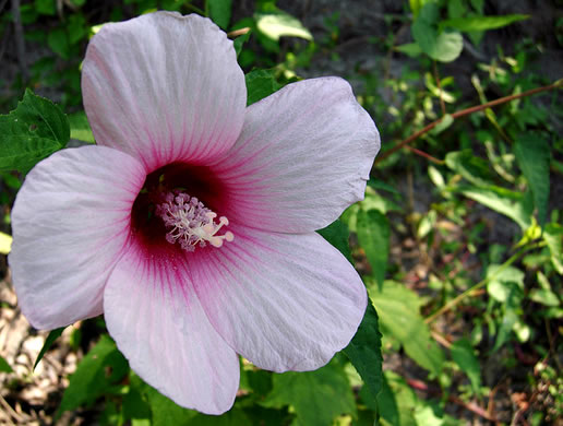 image of Hibiscus laevis, Halberdleaf Rosemallow, Rose Hibiscus, Smooth Rosemallow, Showy Hibiscus