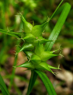 image of Carex intumescens var. intumescens, Bladder Sedge, Pregnant Sedge