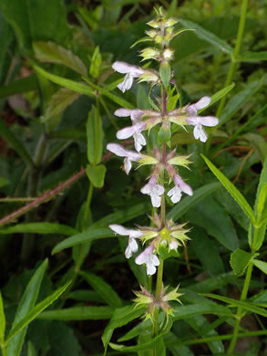 image of Stachys aspera, Roughleaf Hedgenettle, Rough Hedgenettle