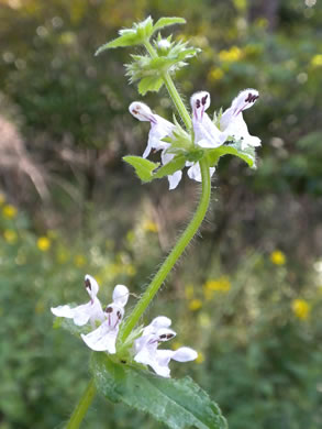 image of Stachys aspera, Roughleaf Hedgenettle, Rough Hedgenettle