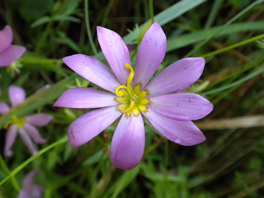 image of Sabatia dodecandra, Perennial Sea-pink, Large Marsh Rose-pink, Marsh Rose-gentian