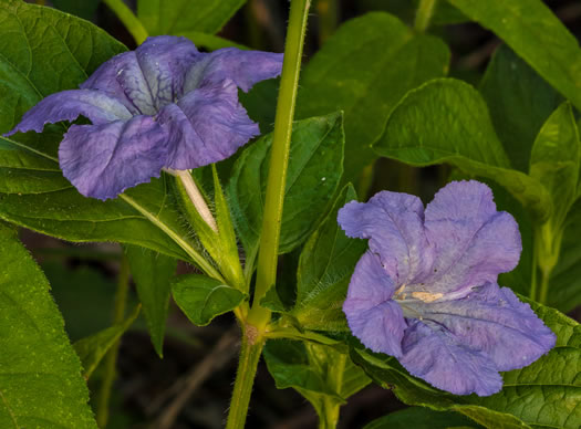 image of Ruellia strepens, Limestone Wild-petunia, Glade Wild-petunia, Smooth Wild-petunia, Limestone Ruellia