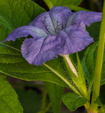 image of Ruellia strepens, Limestone Wild-petunia, Glade Wild-petunia, Smooth Wild-petunia, Limestone Ruellia