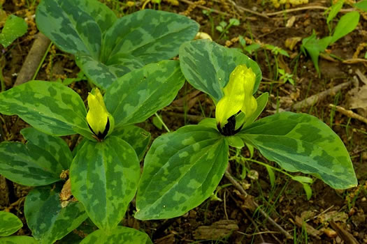 image of Trillium oostingii, Wateree River Trillium