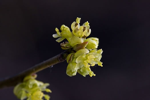 Northern Spicebush