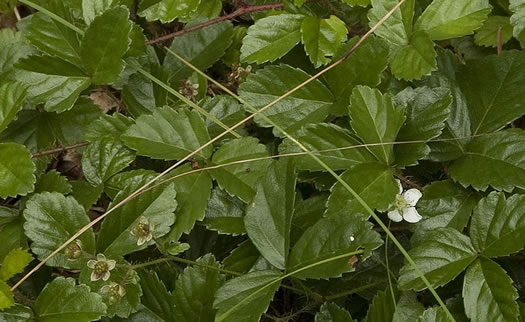 image of Rubus hispidus, Swamp Dewberry, Bristly Dewberry