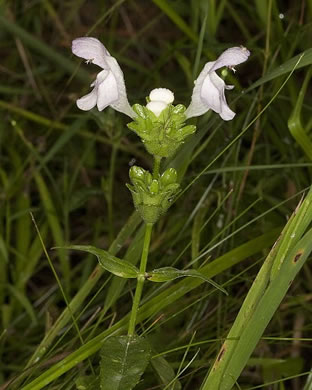 image of Macbridea caroliniana, Carolina Birds-in-a-nest, Carolina Macbridea, Carolina Bogmint