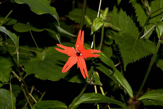 image of Silene virginica var. virginica, Fire-pink