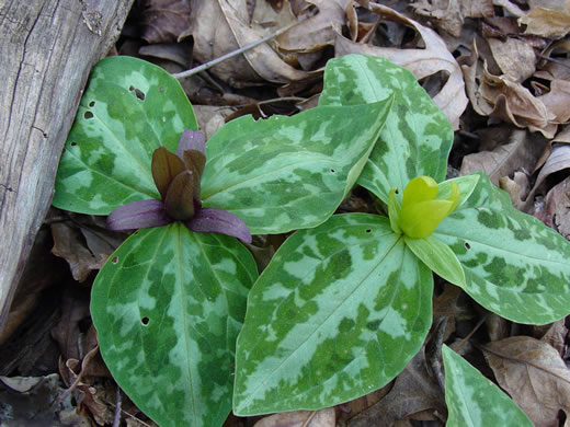 image of Trillium reliquum, Relict Trillium