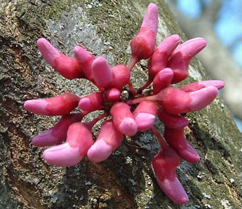 image of Cercis canadensis var. canadensis, Eastern Redbud, Judas Tree