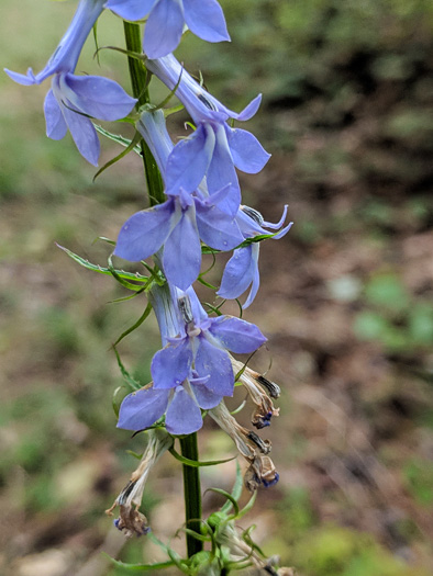 image of Lobelia amoena, Southern Lobelia