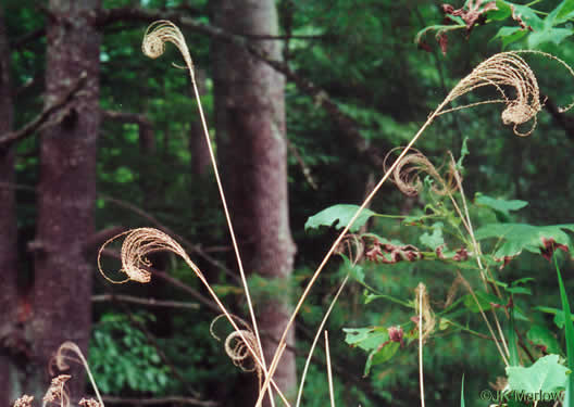 image of Miscanthus sinensis, Chinese Silvergrass, Eulalia