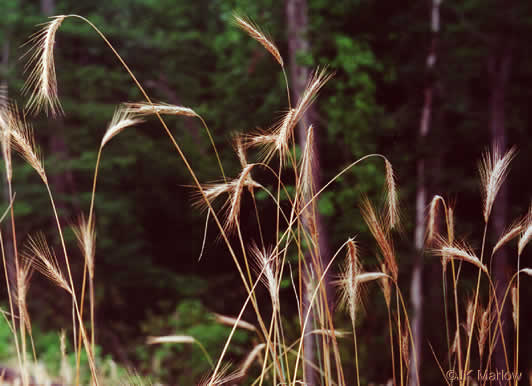 image of Secale cereale, Cereal Rye, Cultivated Rye