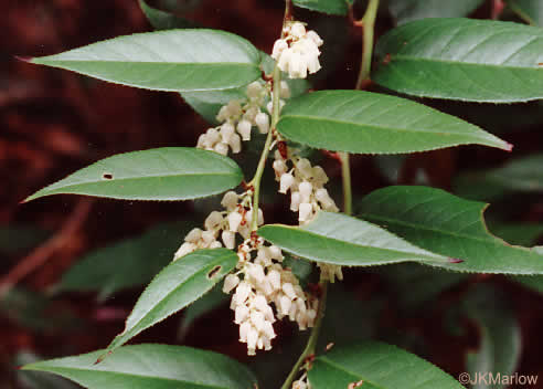 image of Leucothoe fontanesiana, Mountain Doghobble, Highland Doghobble, Switch-ivy