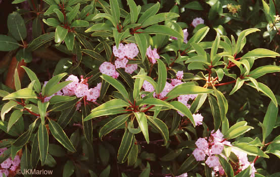 image of Kalmia latifolia, Mountain Laurel, Ivy, Calico-bush, Mountain Ivy