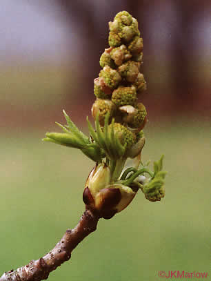 Sweetgum