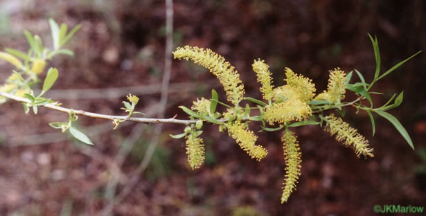 Black Willow