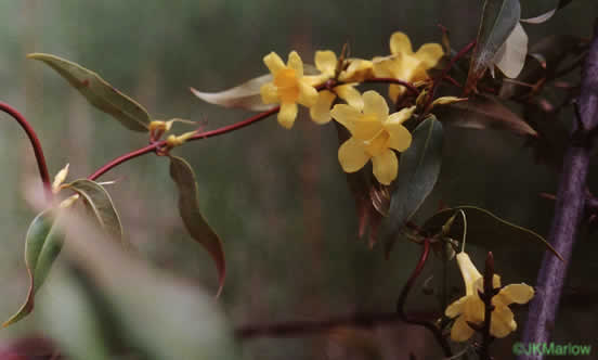 image of Gelsemium sempervirens, Carolina Jessamine, Yellow Jessamine