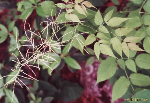 image of Aruncus dioicus var. dioicus, Eastern Goatsbeard, Bride's Feathers