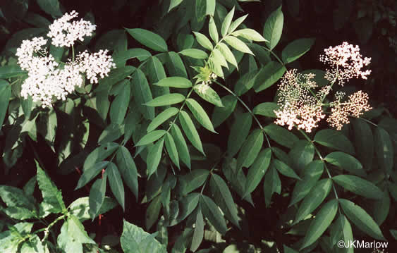 image of Sambucus canadensis, Common Elderberry, American Elder